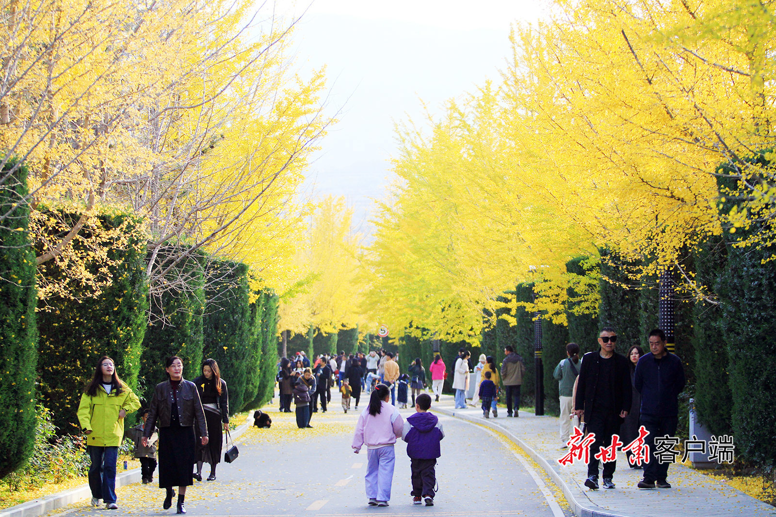 甘肃平凉银杏大道美如画