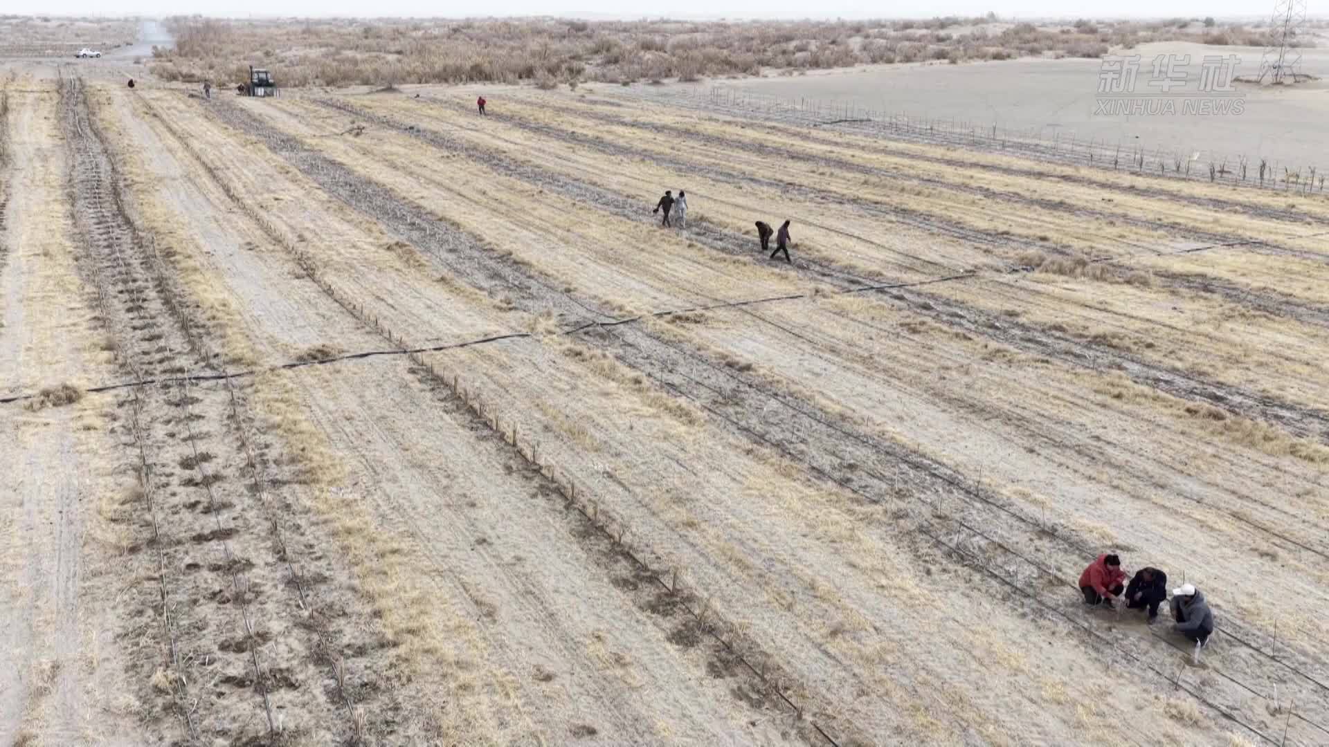 新疆且末县：50万株苗木筑牢沙漠绿色屏障