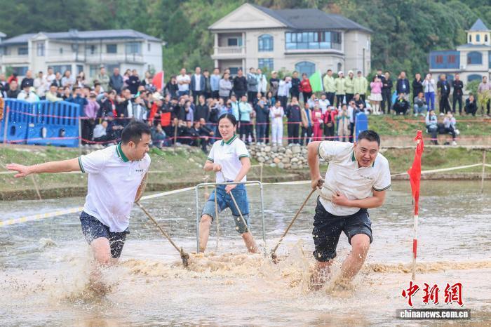图为木碾犁田项目中,选手在水田里拉木碾。中新社记者 刘力鑫 摄