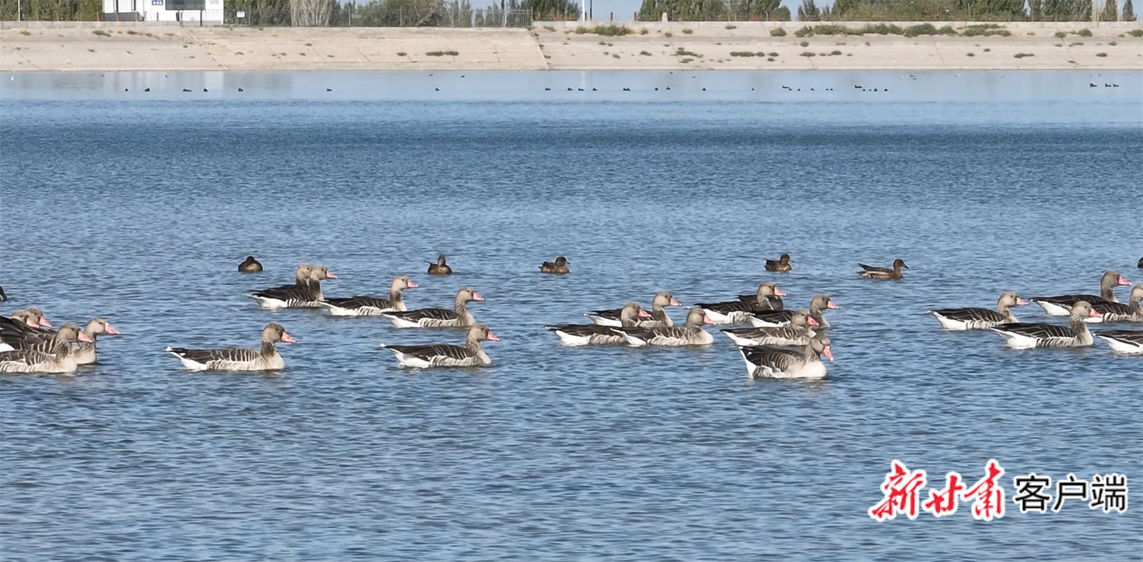 现身敦煌阳关湿地的灰雁　新甘肃&middot;甘肃日报通讯员　刘晓斐　摄