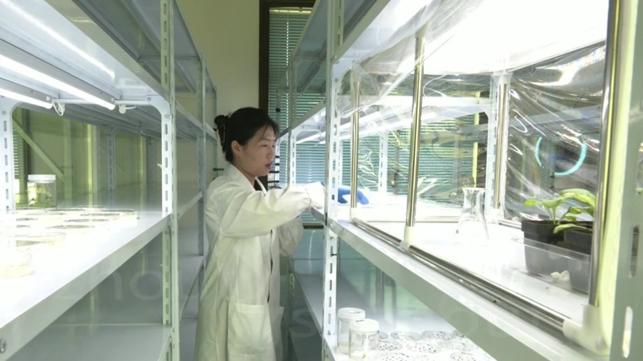 甘肃肃州解锁种业芯密码　“十五五”这样干