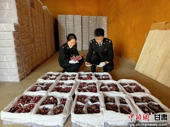 图为兰州海关所属敦煌机场海关关员对出口鲜葡萄进行查验　萧梁之乾　摄