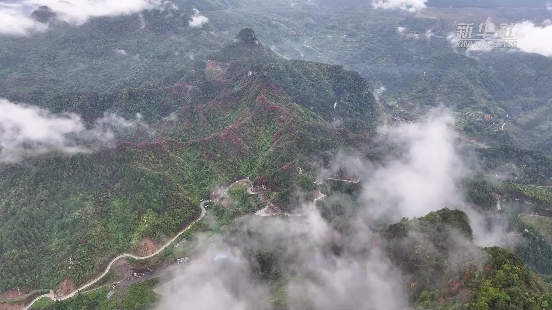 又到一年武陵山间红叶烂漫时