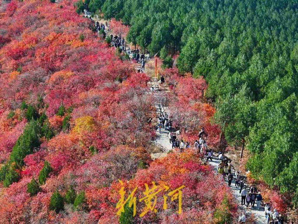 半山苍翠半山红！济南“鸳鸯火锅”惊艳上线