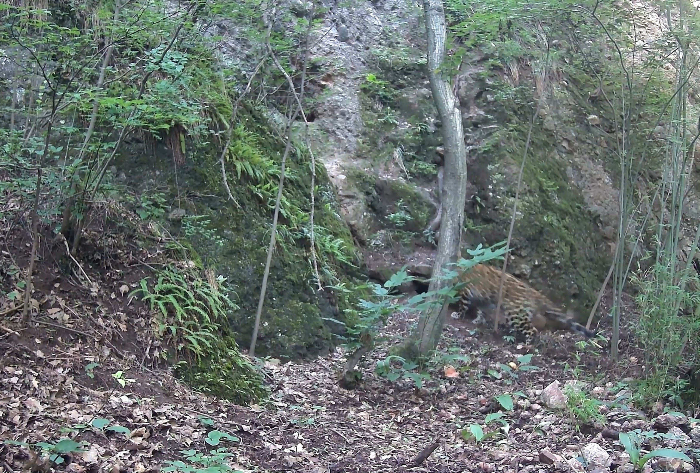 国家一级保护动物华北豹