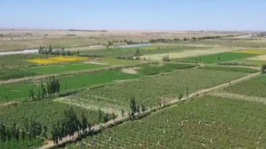 戈壁崛起“新粮仓”　甘肃肃州现代农业“智”感十足