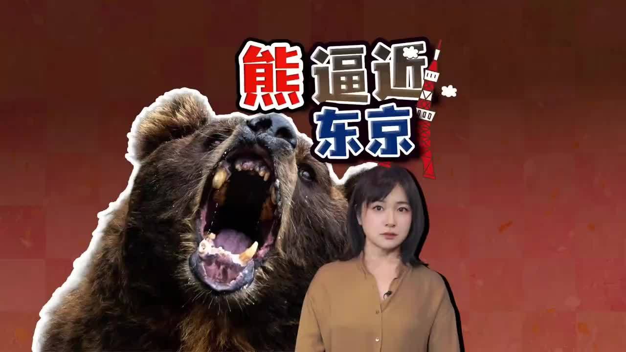 游客当心：日本熊害失控 熊逼近东京 自卫队已赴秋田 日本熊出没
