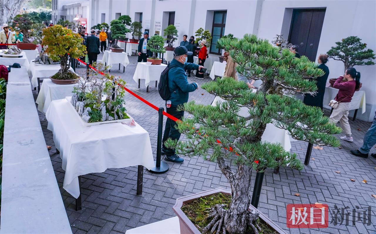 精美的盆景打动人