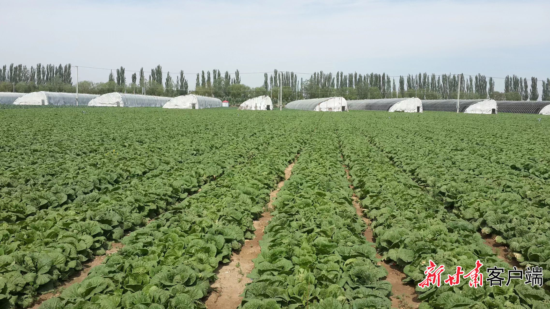 低碳种植模式在张掖已开始大规模推广应用 本文图片均由张掖市农业农村局提供