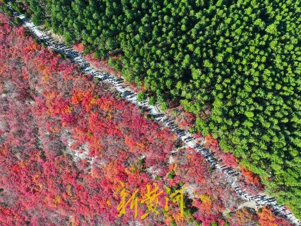 半山苍翠半山红！济南“鸳鸯火锅”惊艳上线