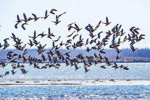 七里海潟湖湖面上群鸟飞舞。（摄于2025年10月12日） 费明健摄