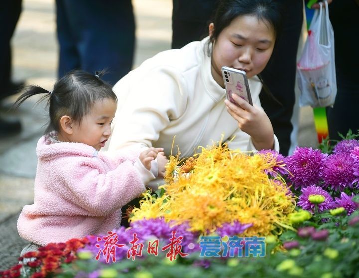 花海模式已开启，趵突泉菊展最佳观赏期来了！