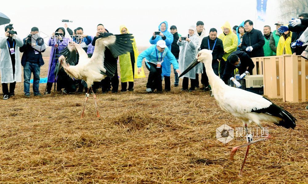 放飞候鸟 （大江网-视觉江西 卓忠伟 李剑波 摄）