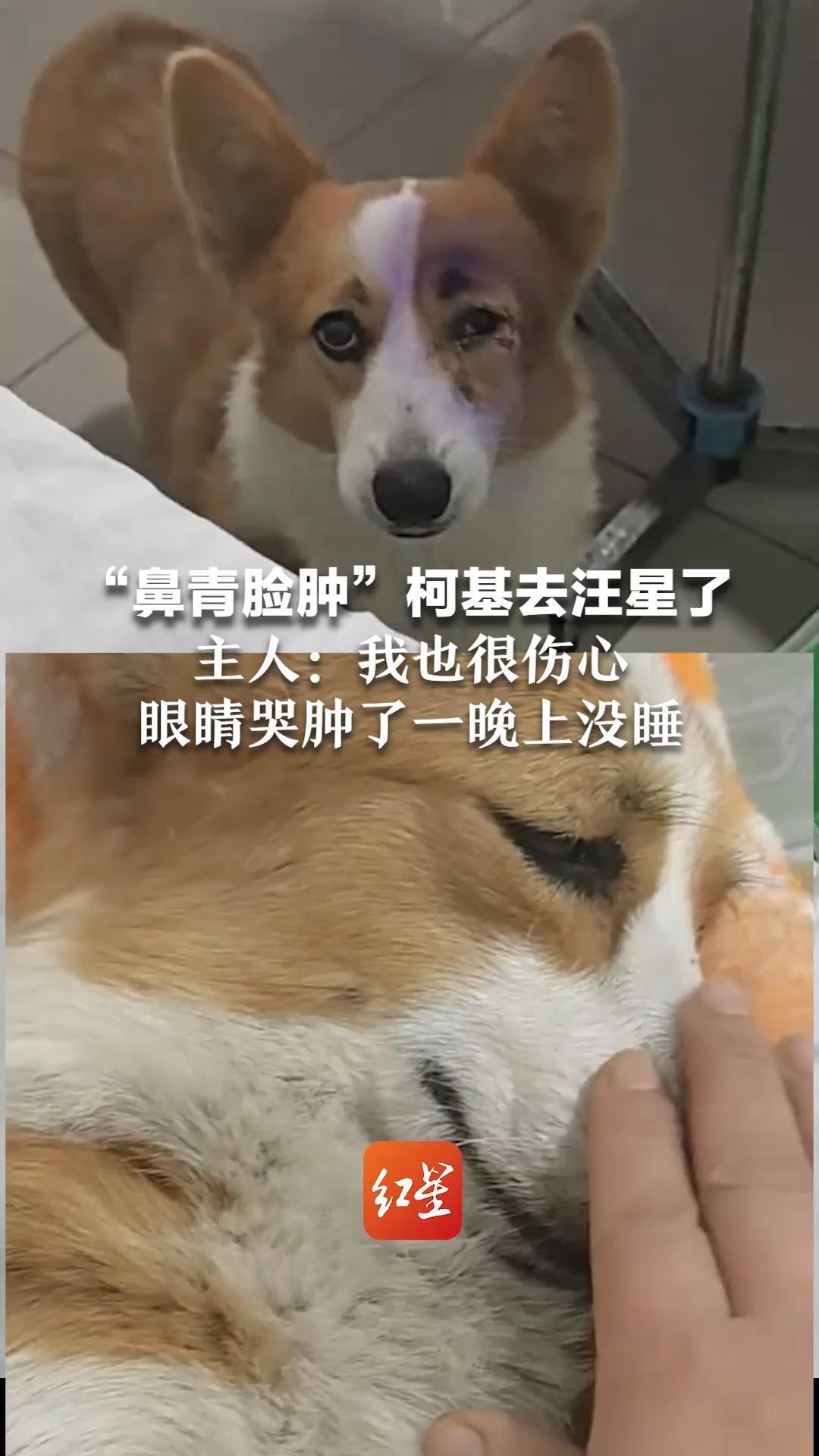 “鼻青脸肿”柯基去汪星了 曾有网友提醒小狗孕期不进食很危险 主人：我也很伤心 眼睛哭肿了一晚上没睡