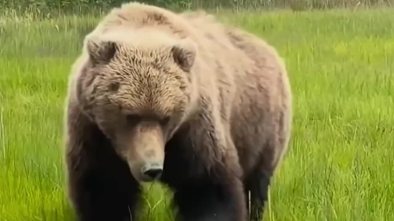 为什么熊掌这道菜出名了