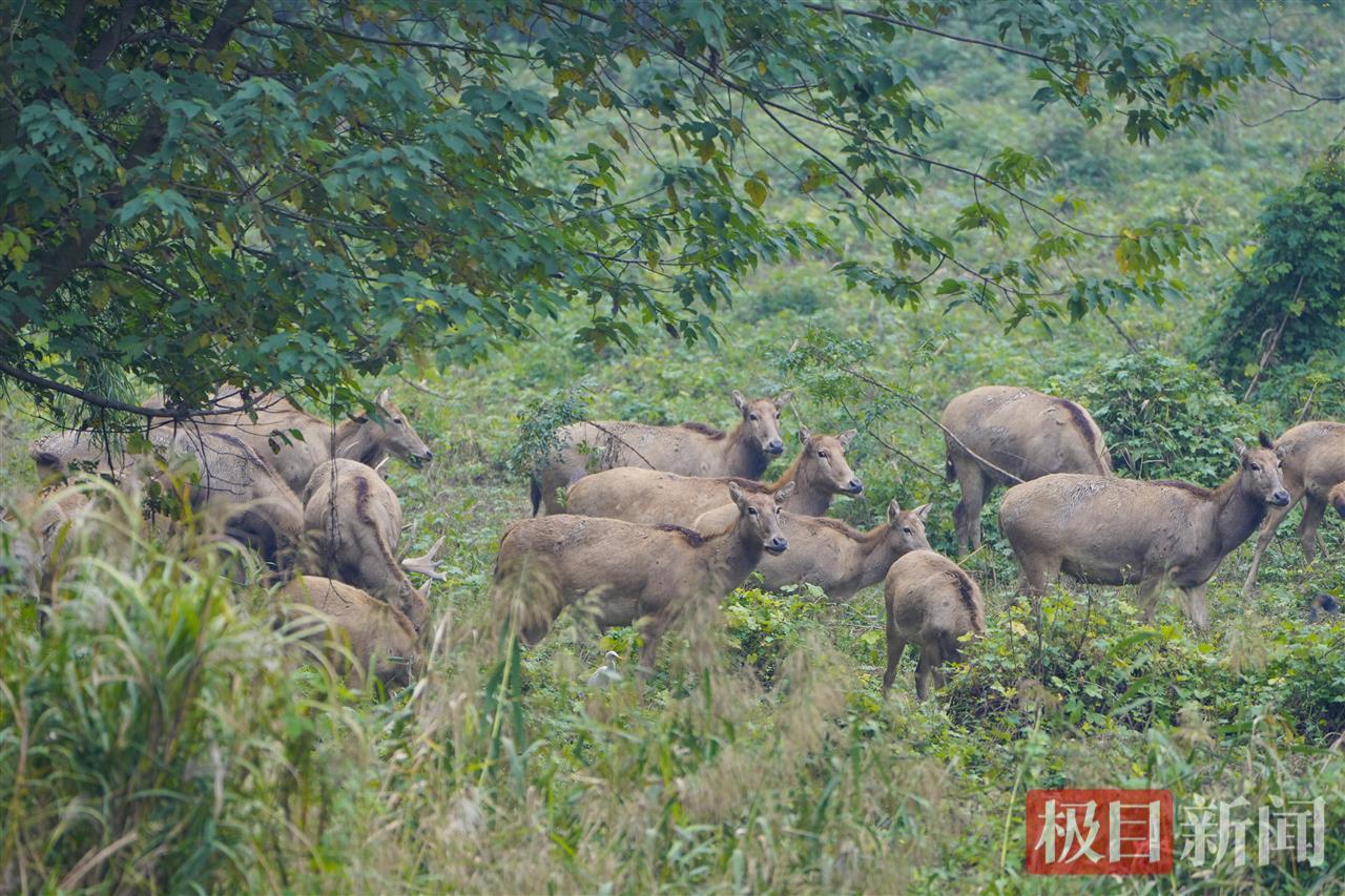 10月29日，在石首麋鹿国家级自然保护区，成群麋鹿在悠闲觅食（极目新闻记者 李辉 摄）
