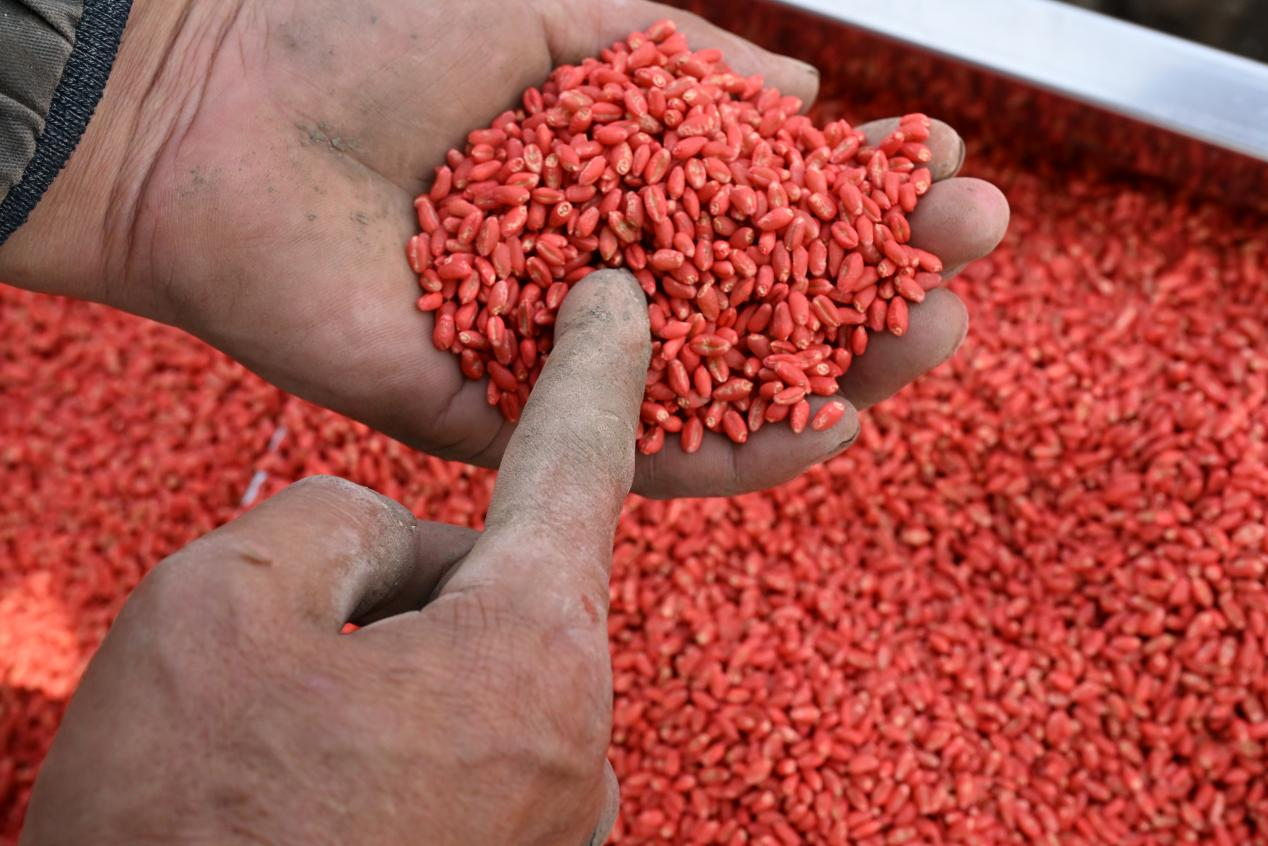 山东即墨:立冬近 农事忙