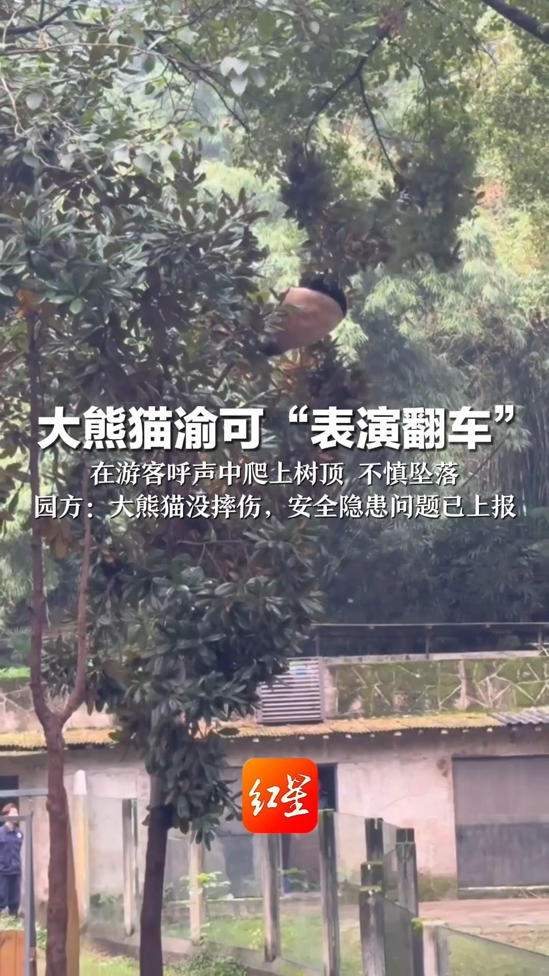 大熊猫渝可“表演翻车”在游客呼声中爬上树顶 不慎坠落 园方：大熊猫没摔伤，安全隐患问题已上报
