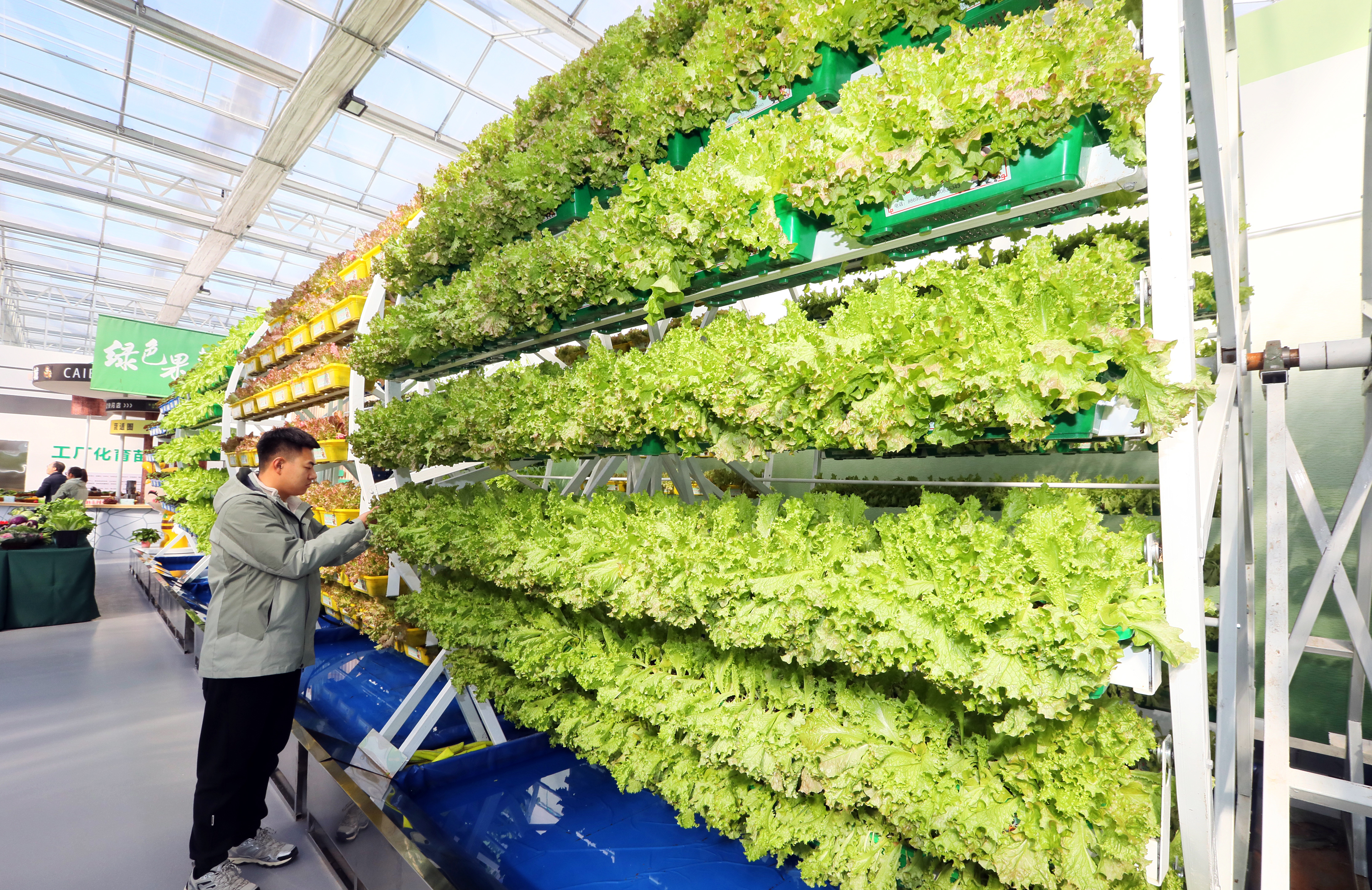 11月4日，冀州现代农业融合创新基地，旋转种植塔。武志库摄