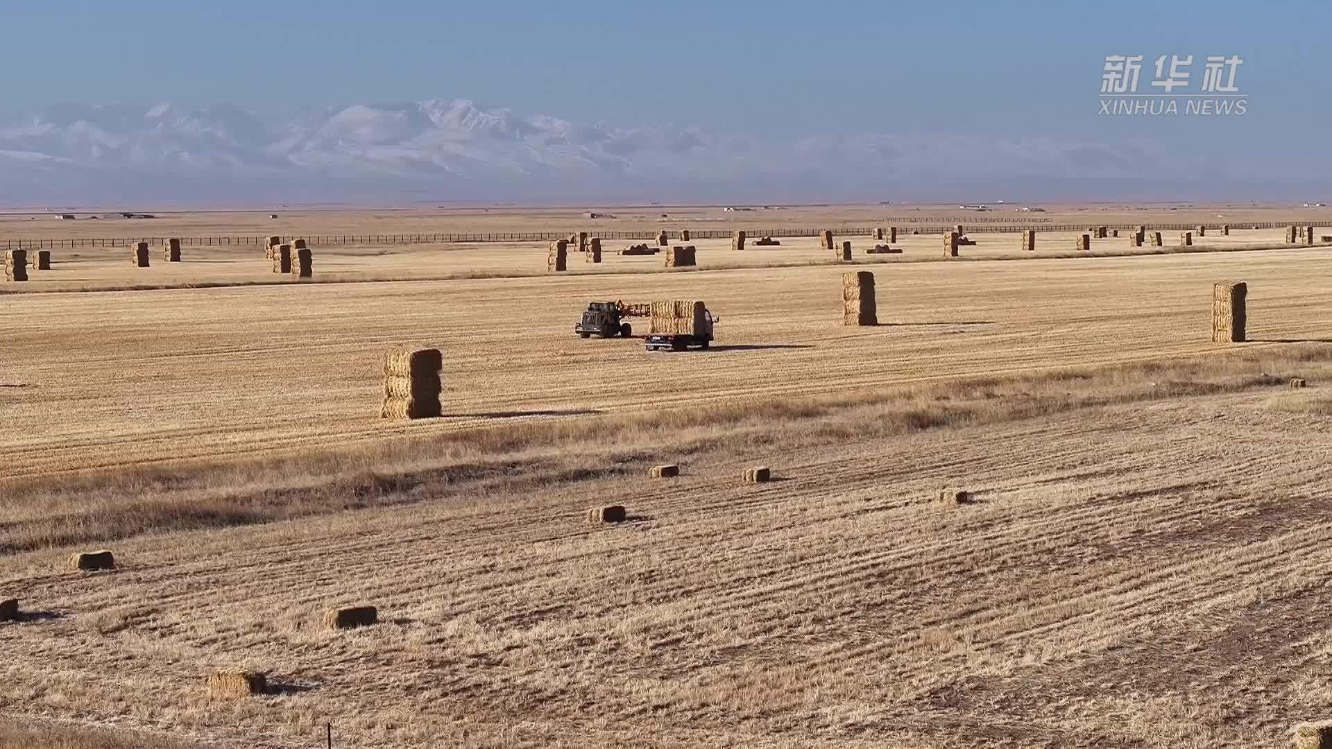 新疆巴州：百万亩饲草料为牲畜备“冬粮”