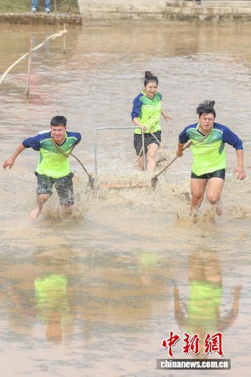 图为木碾犁田项目中,选手在水田里拉木碾。中新社记者 刘力鑫 摄