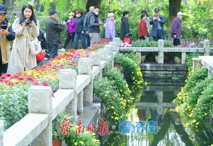 花海模式已开启，趵突泉菊展最佳观赏期来了！