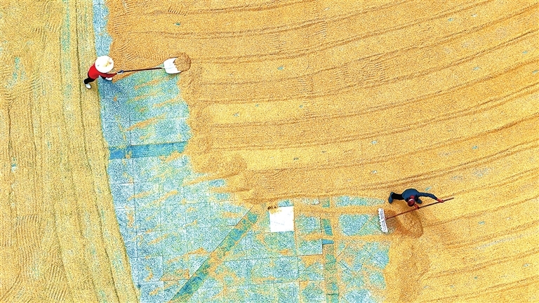 会昌县：抢收晚稻 确保颗粒归仓（图）