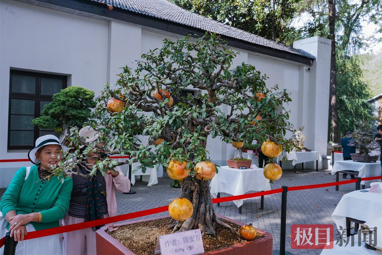 精美的盆景打动人