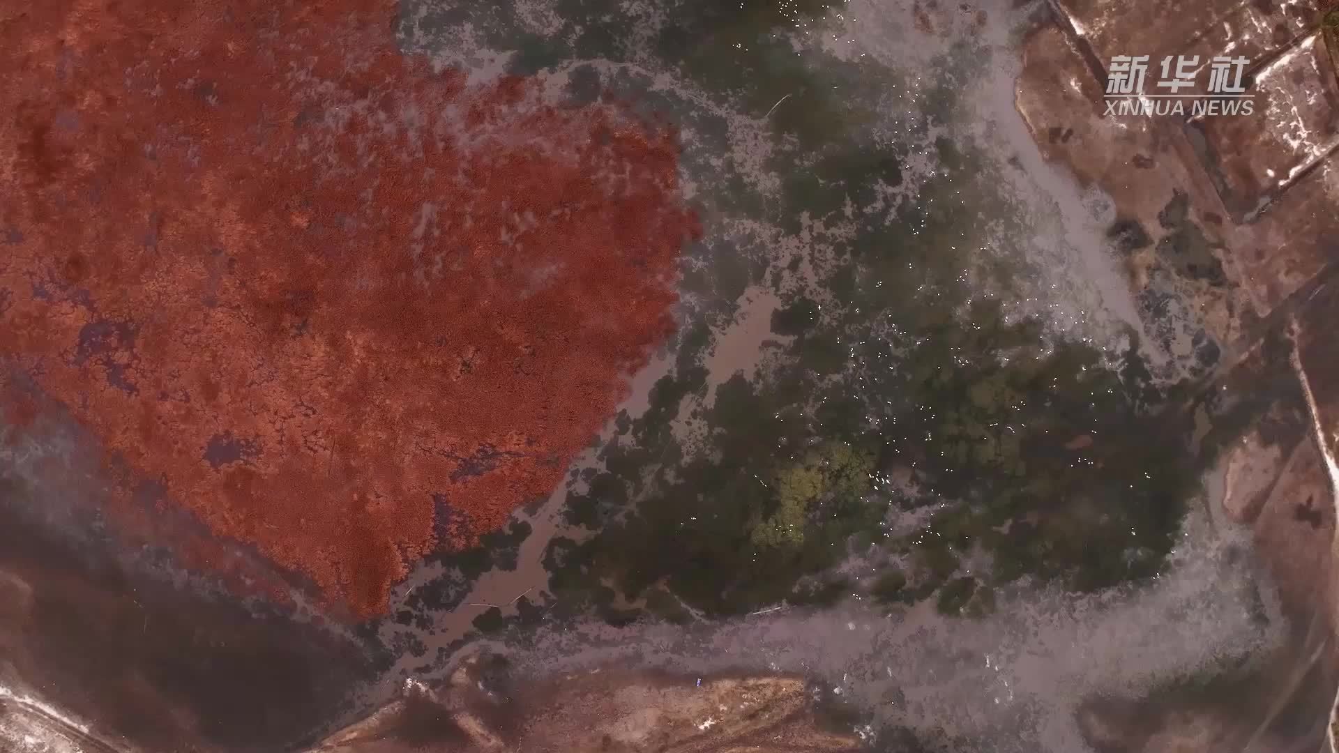 千城胜景｜内蒙古科左后旗：万鸟翔集生态美