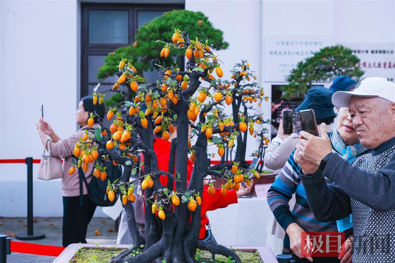 精美的盆景打动人