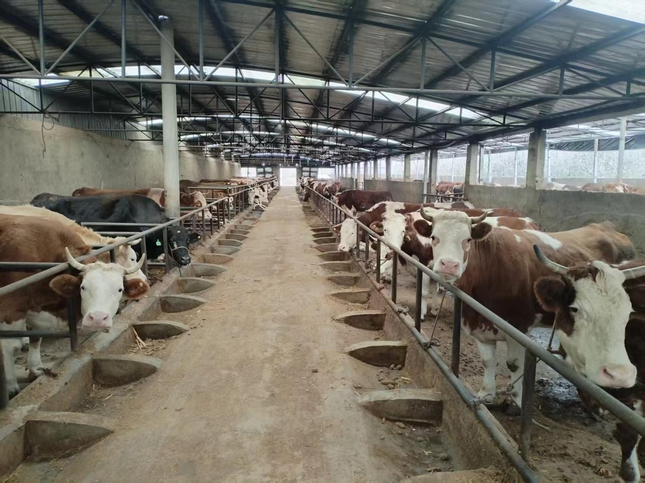 盐源优质肉牛首发宁波东西部协作助力产业振兴