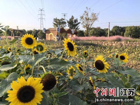 肖家巷特色田园乡村仿佛童话故事中的场景。 钟升 摄