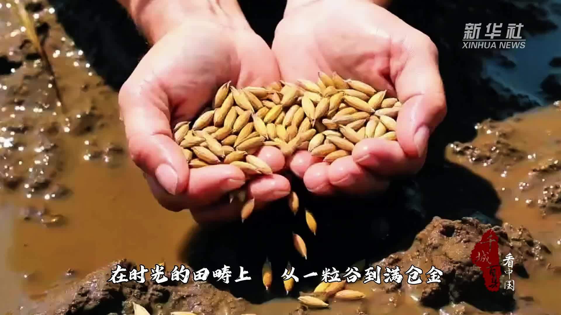 千城百县看中国｜福建寿宁：稻谷的一生