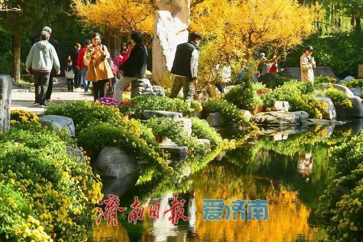 花海模式已开启，趵突泉菊展最佳观赏期来了！