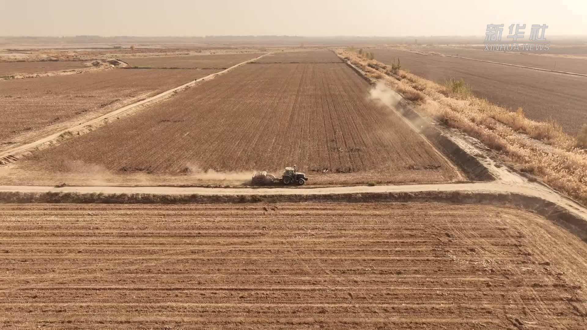 新疆轮台县为百万亩棉田“清肺通络”