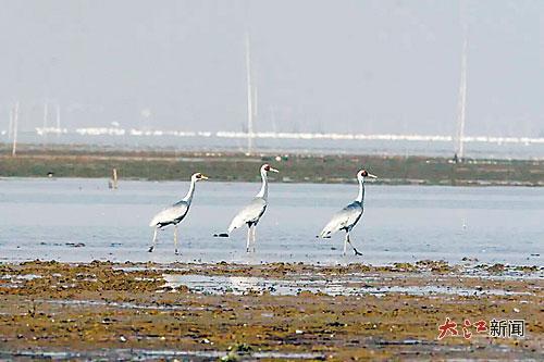 越冬候鸟白枕鹤现身南矶湿地。(由受访者提供)