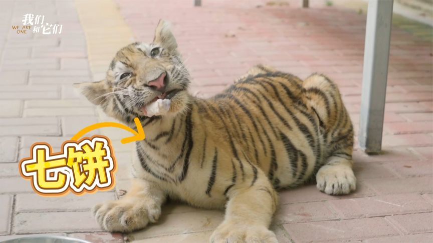 老虎太贪吃，伺机偷狗熊的粮食，狂炫食物超享受