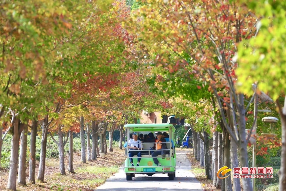 南昌：秋韵 “枫” 景（图）