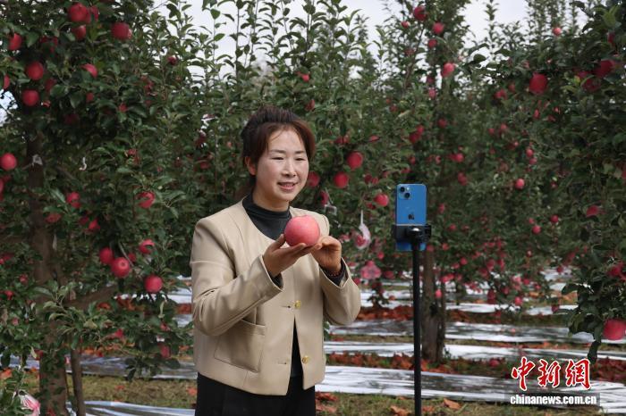 11月上旬,甘肃省庆阳市西峰区董志镇崔沟村种植户秦园元直播销售自家苹果。盘小美 摄