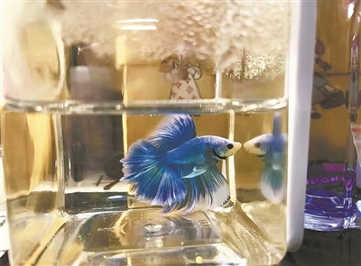 斗鱼
