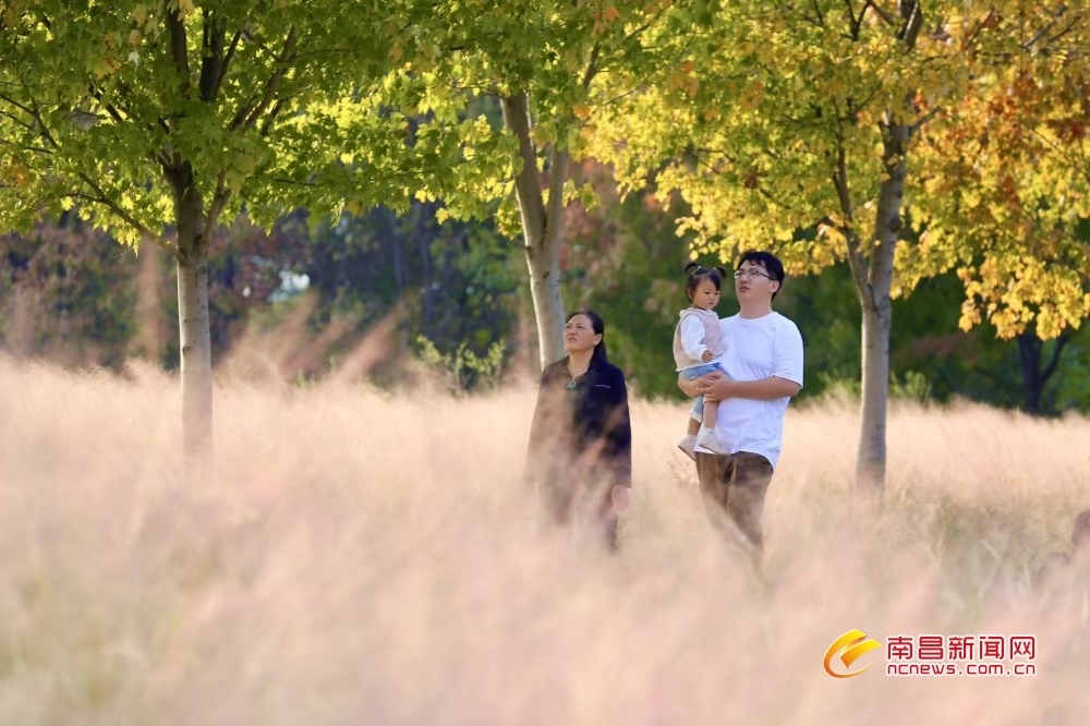 南昌：秋韵 “枫” 景（图）