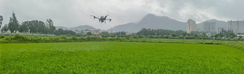 数字赋能结硕果！中山“百千万工程”点亮乡村致富路