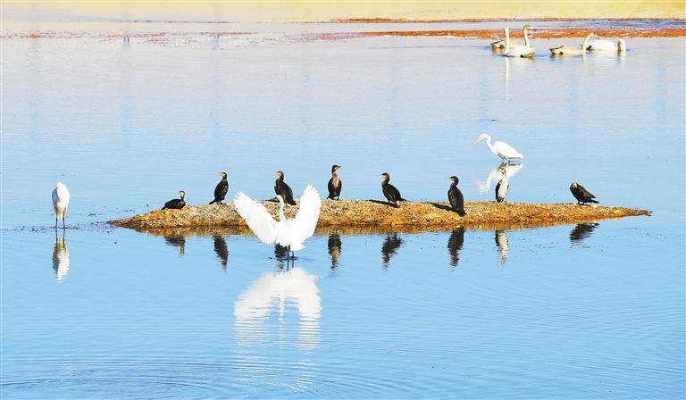 阿克塞县冬不拉水库,天鹅、白鹭、卷羽鹈鹕等珍稀鸟类在停歇觅食。新甘肃·甘肃日报通讯员 马晓伟