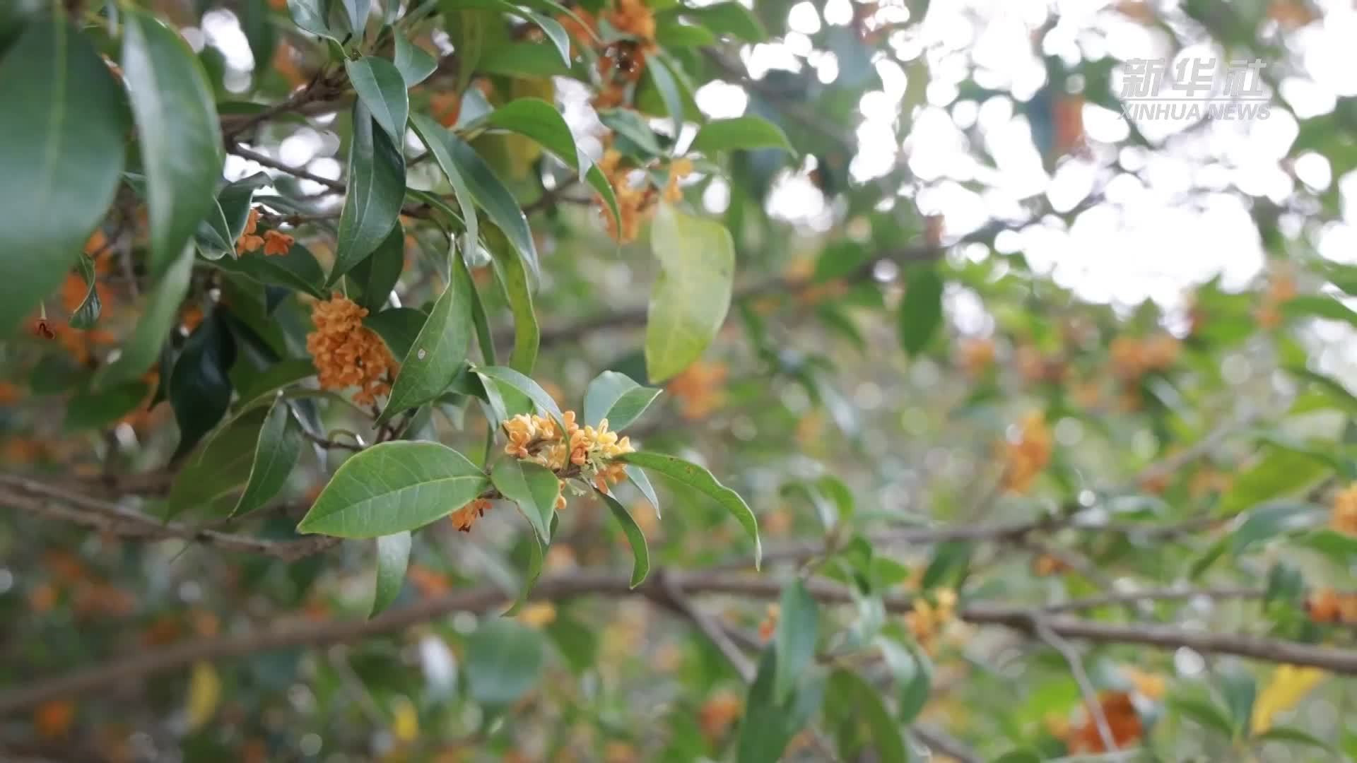 杭州余杭：桂花红茶飘香上市