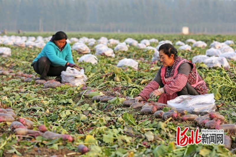 图为10月25日，河北省玉田县陈家铺镇高家铺村，农民正在田间收获萝卜。