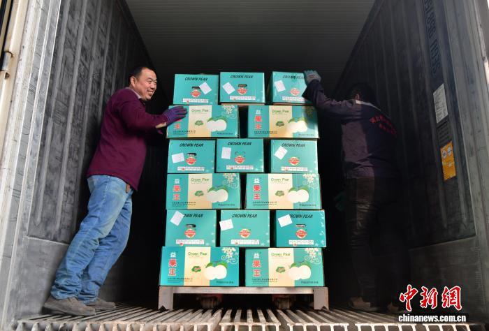 11月6日,中国雪花梨之乡——河北赵县,一家梨果销售企业的工作人员正将发往泰国的梨果装车。该县梨果种植面积约25万亩,年产值超40亿元人民币,产品远销泰国、越南、新加坡、印度尼西亚、俄罗斯等国家和地区。中新社记者 翟羽佳 摄