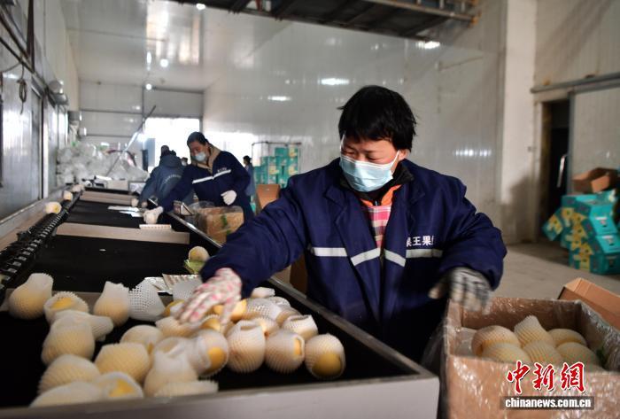 11月6日,中国雪花梨之乡——河北赵县,一家梨果销售企业的工作人员将选好的梨果装箱。中新社记者 翟羽佳 摄