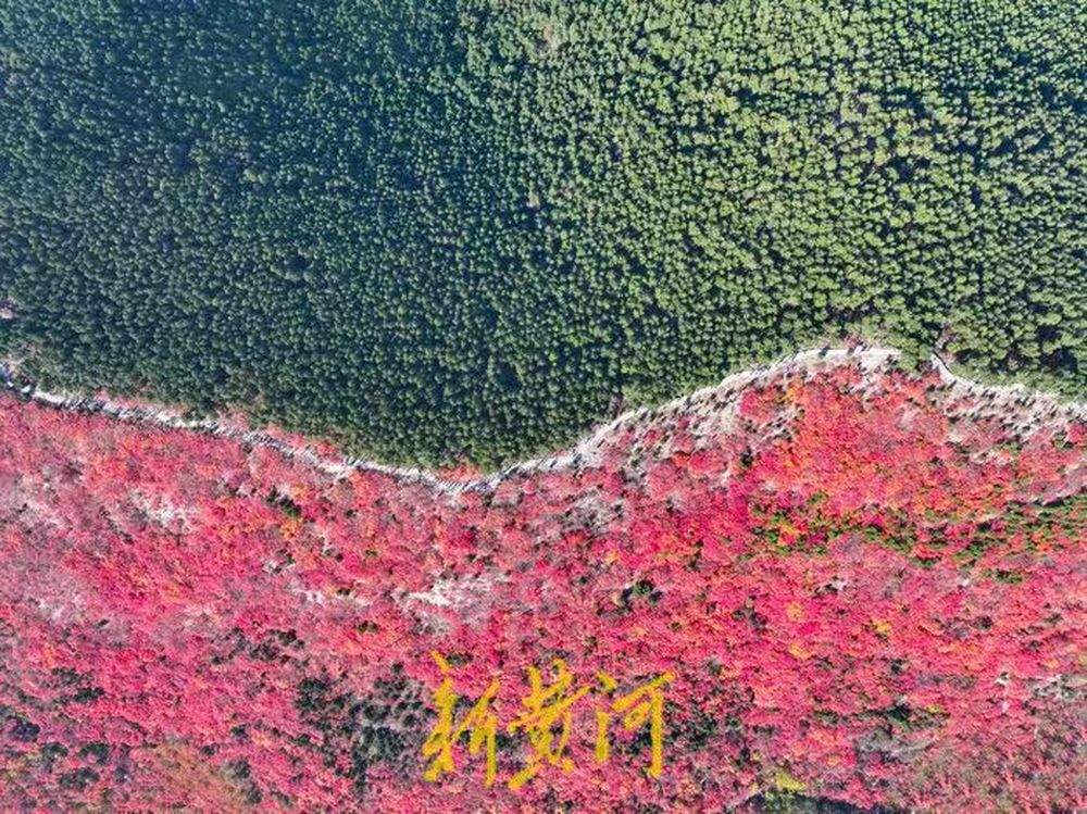 半山苍翠半山红！济南“鸳鸯火锅”惊艳上线