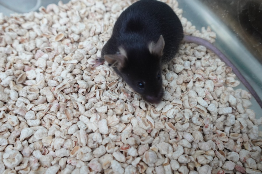 编号154小鼠 性别:雌