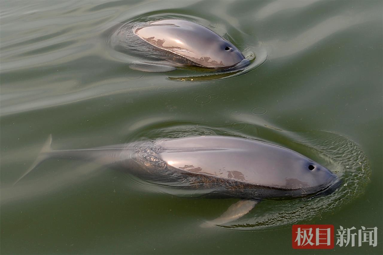 在湖北长江天鹅洲白鱀豚国家级自然保护区，一对江豚”情侣“在游弋（极目新闻通讯员 倪隆广 摄）